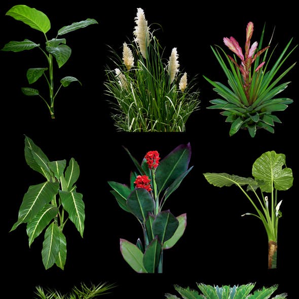 Plants for 3D scenes(part 2)