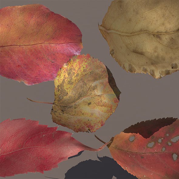 Autumn Fall Leaves PACK Low Poly 3d Model