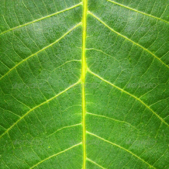 Green Leaf HQ Texture
