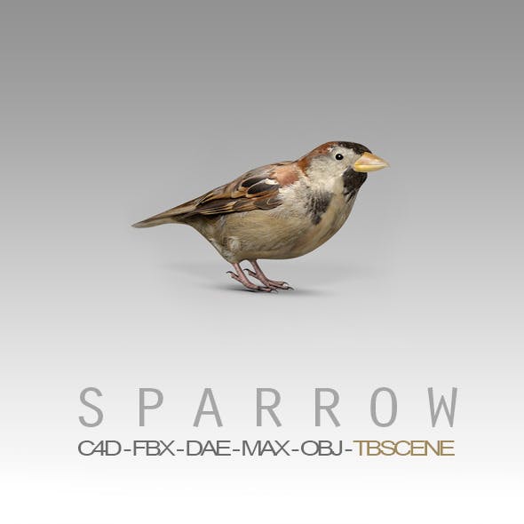 Simple House Sparrow Bird