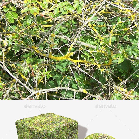Bush Branches Seamless Texture