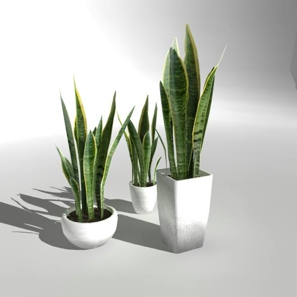 Low-poly Plant "Snake Plant"
