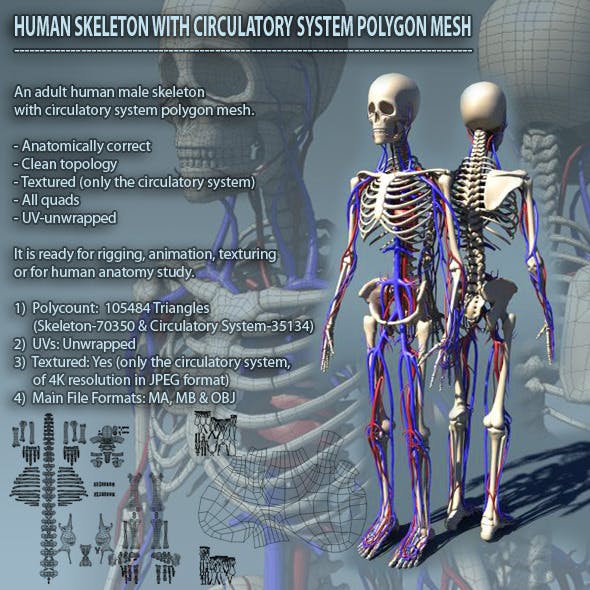 Human Skeleton with Circulatory System PolygonMesh